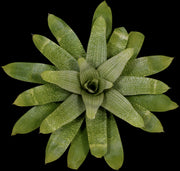 Vriesea gigantea