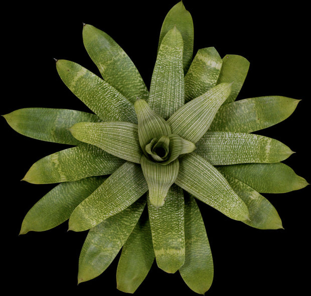 Vriesea gigantea