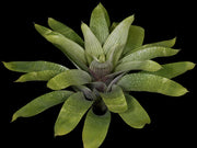 Vriesea gigantea