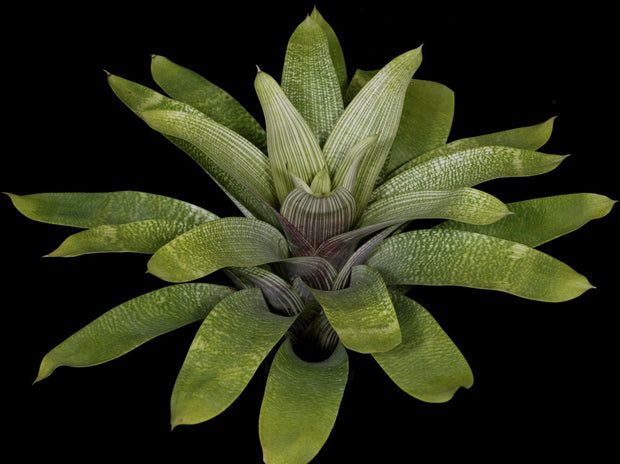 Vriesea gigantea