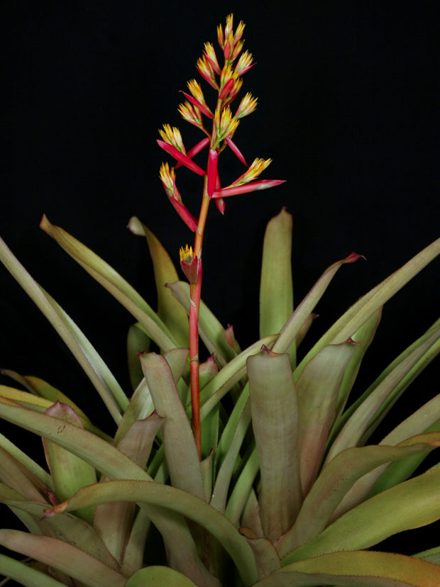 Aechmea 'Big Harv'