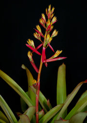 Aechmea 'Big Harv'