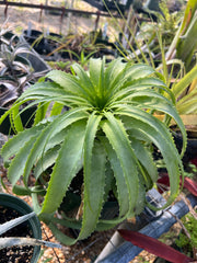 Encholirium horridum 'Blue'