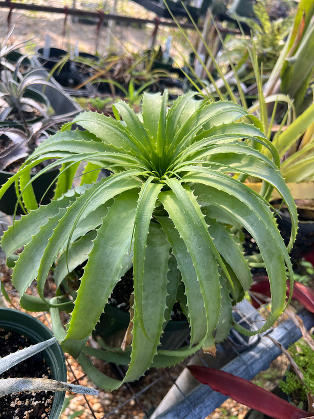 Encholirium horridum 'Blue'
