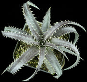 Dyckia marnierlapostollei x beateae