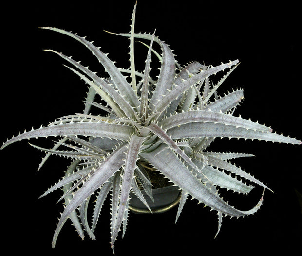 Dyckia marnierlapostollei x beateae