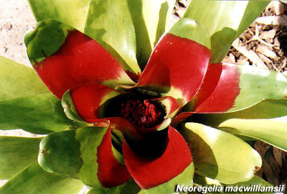 Neoregelia macwilliamsii