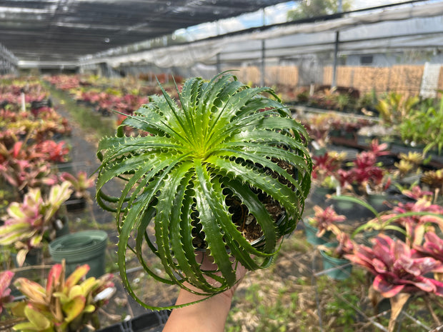 Encholirium horridum
