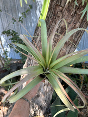Tillandsia 'Best in Class'