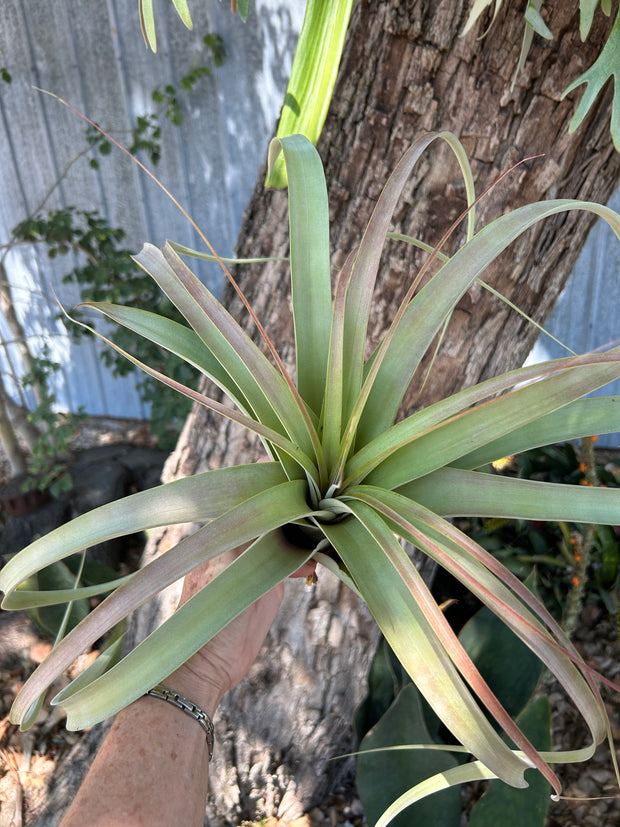 Tillandsia 'Best in Class'