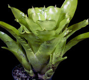 Neoregelia pauciflora x kautskyi