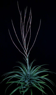 Tillandsia subteres 'Green'