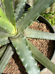 Hechtia aff colossa AS119-1