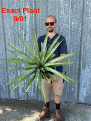 Tillandsia hildae