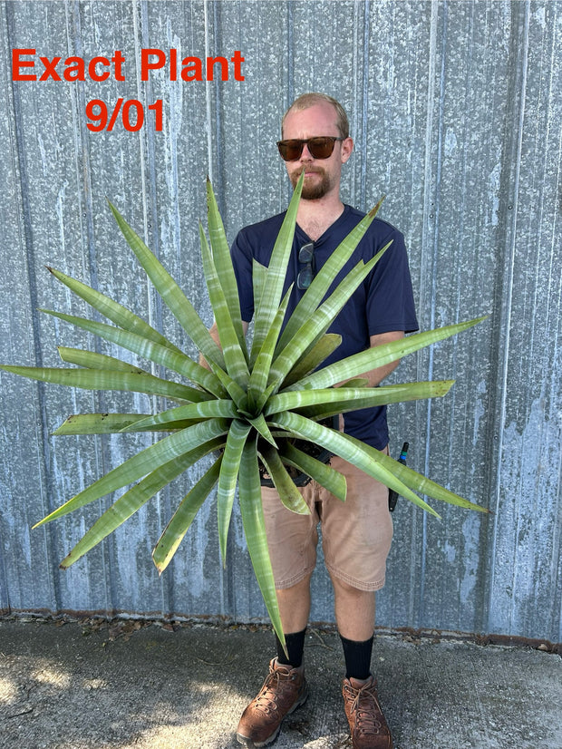 Tillandsia hildae