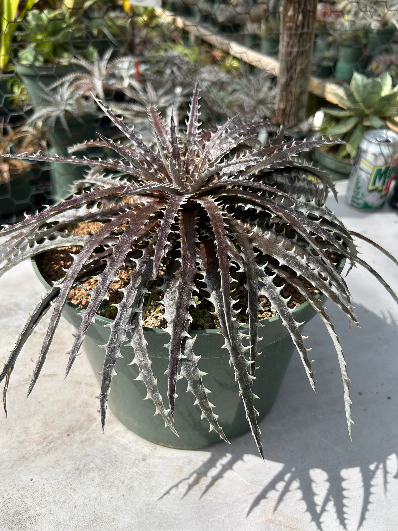 Dyckia 'Brittle Star' f3 (DO33) x hybrid 'Marilela' – Tropiflora