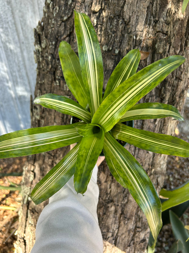 Nidularium rutilans variegated