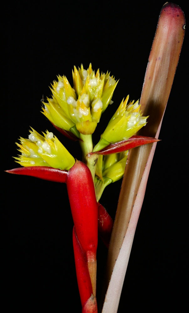 Aechmea lactifera