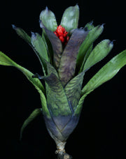 x Quesmea 'Black Feather'