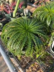 Encholirium horridum x Pitcairnia smithiorum