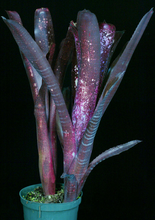 Billbergia 'Dark Arts'