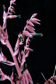 Puya entreriosensis