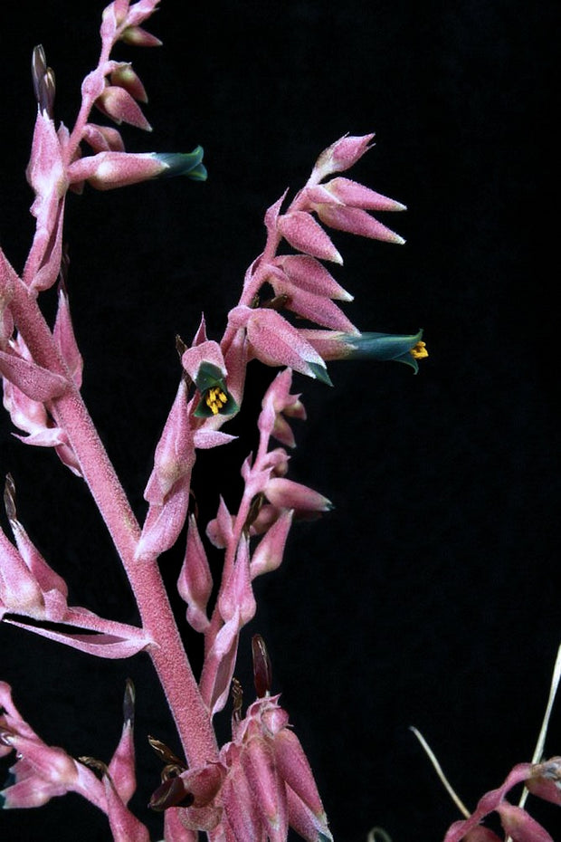 Puya entreriosensis