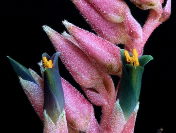 Puya entreriosensis