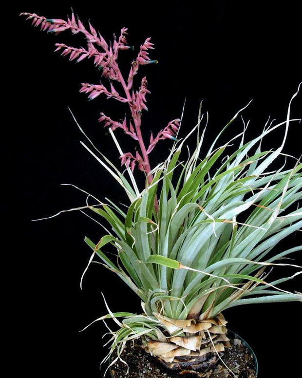 Puya entreriosensis