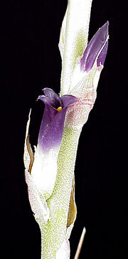 Puya tuberosa