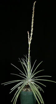 Puya tuberosa