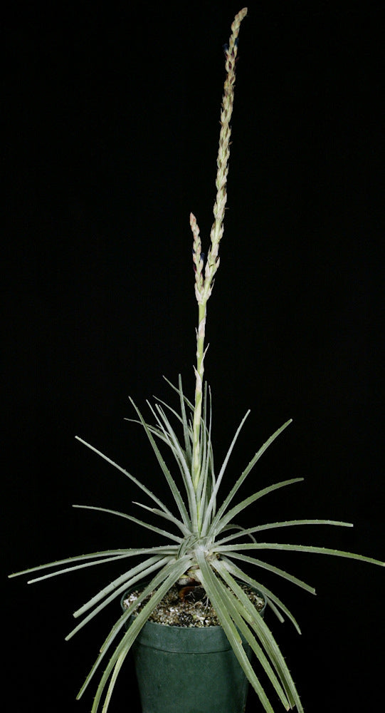 Puya tuberosa