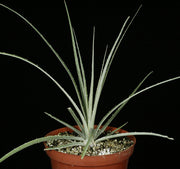 Puya tuberosa