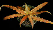 Cryptanthus arelii  SEL1987-0240A
