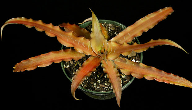 Cryptanthus arelii  SEL1987-0240A