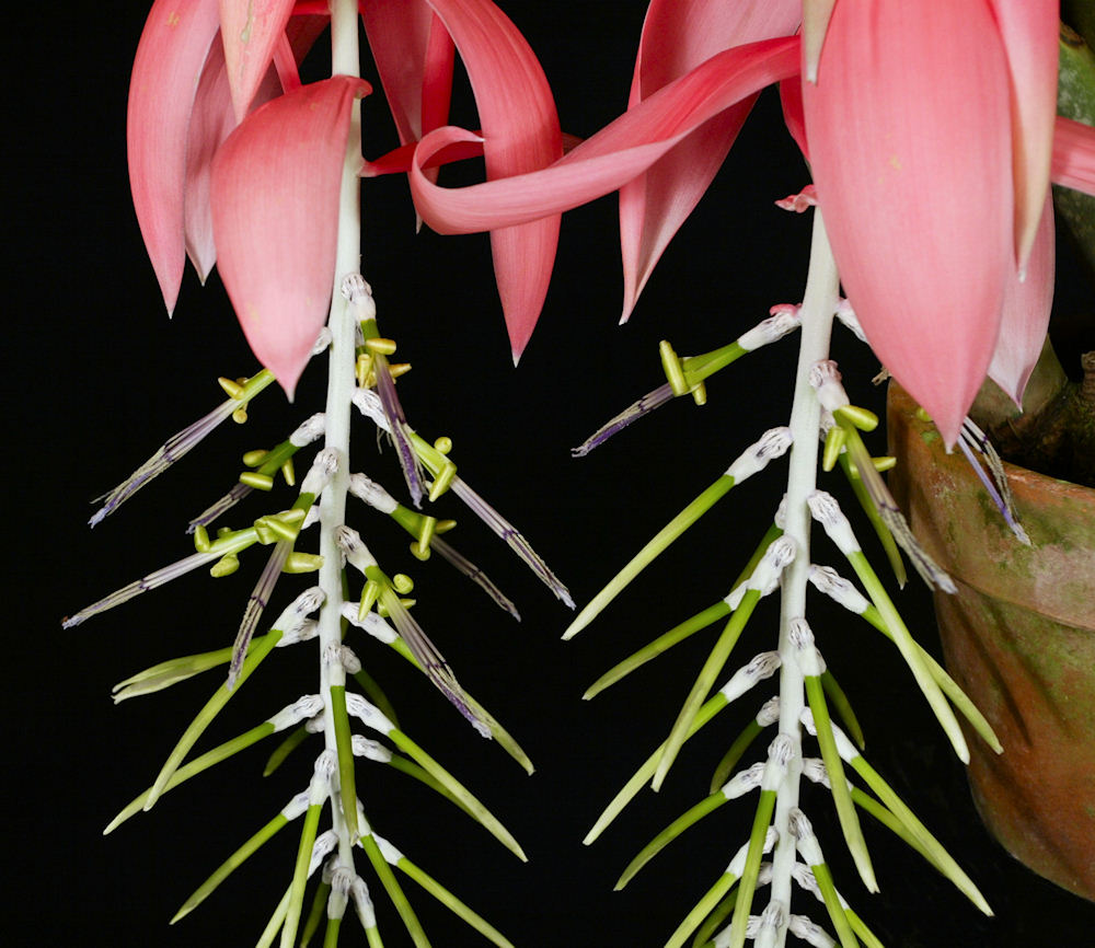 Billbergia porteana – Tropiflora