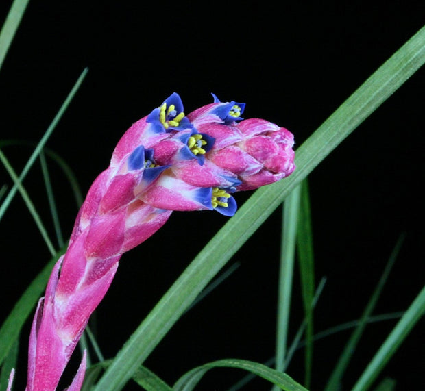 Fernseea bocainensis