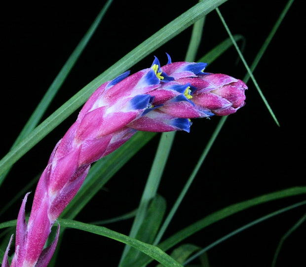 Fernseea bocainensis