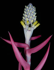 Aechmea maculata
