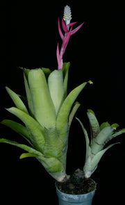 Aechmea maculata