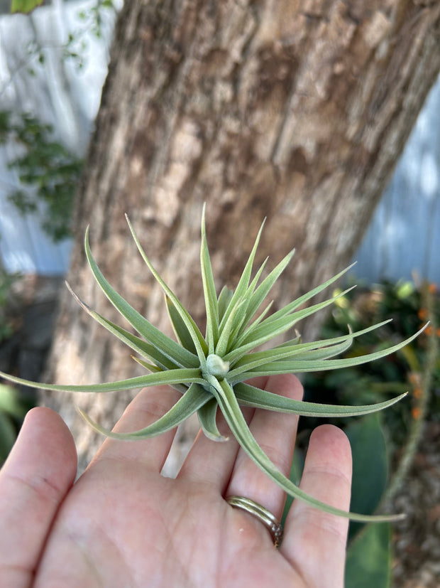 Tillandsia aeranthos clone #3