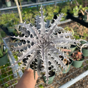 Dyckia 'Throwing Star'