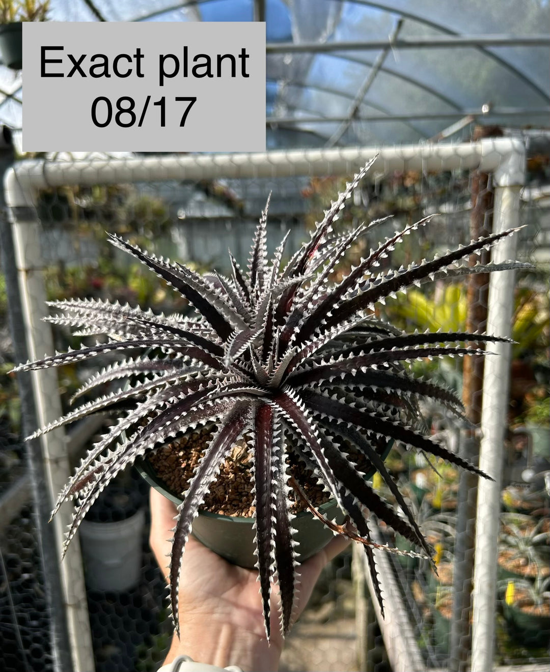 Dyckia 'Keswick' – Tropiflora