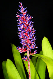 Aechmea fendleri