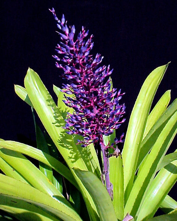Aechmea fendleri