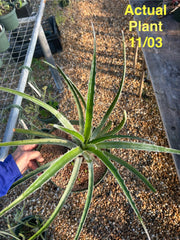 Bromelia aff. laciniosa