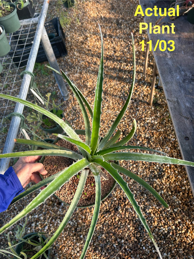 Bromelia aff. laciniosa