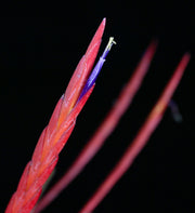 Tillandsia flabellata 'Giant Red' Honduras SC