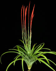 Tillandsia flabellata 'Giant Red' Honduras SC