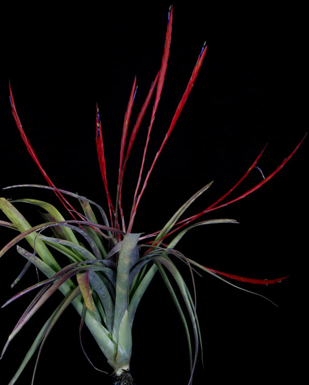 Tillandsia flabellata 'Giant Red' Honduras SC